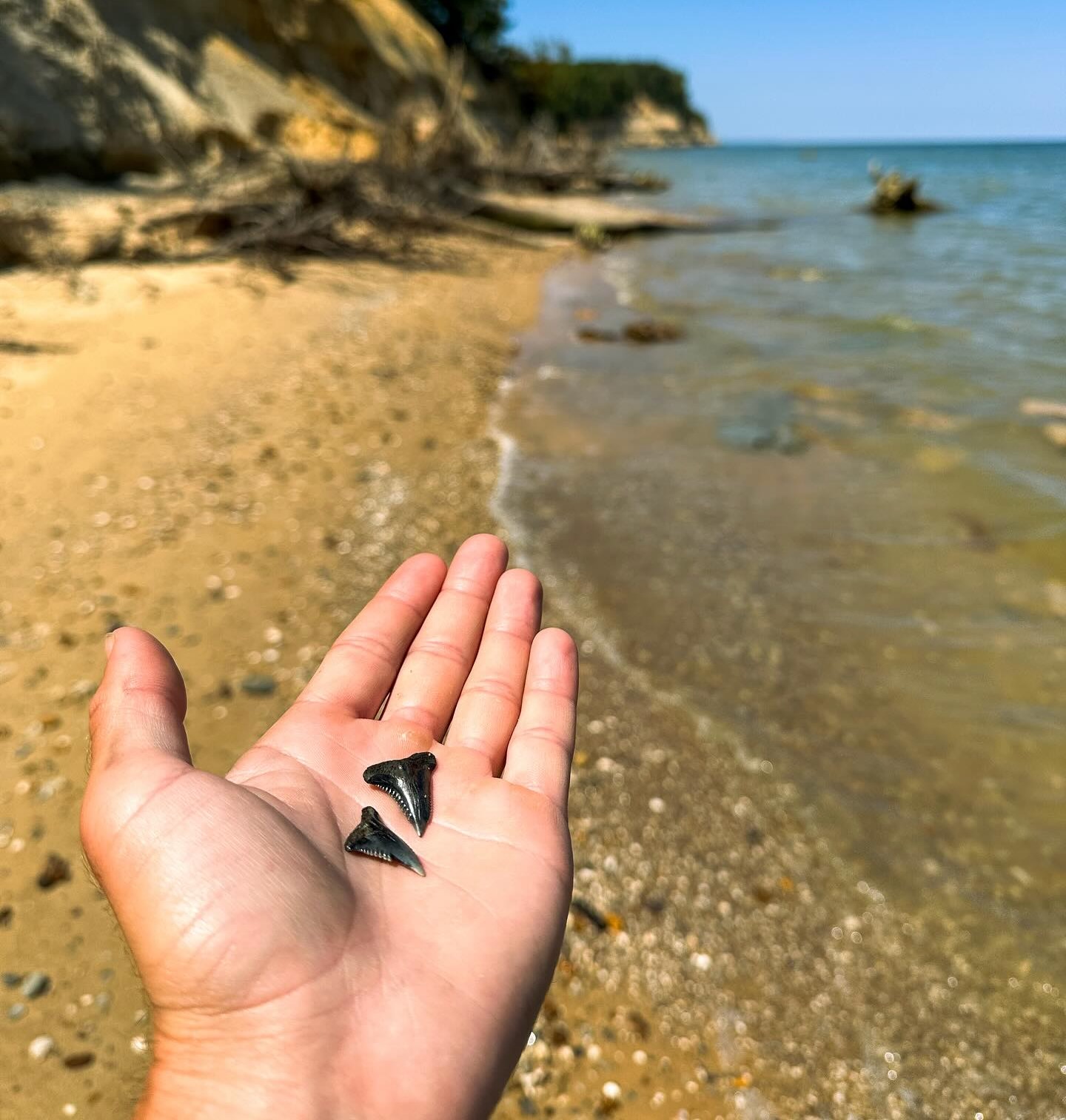 Calvert Cliffs