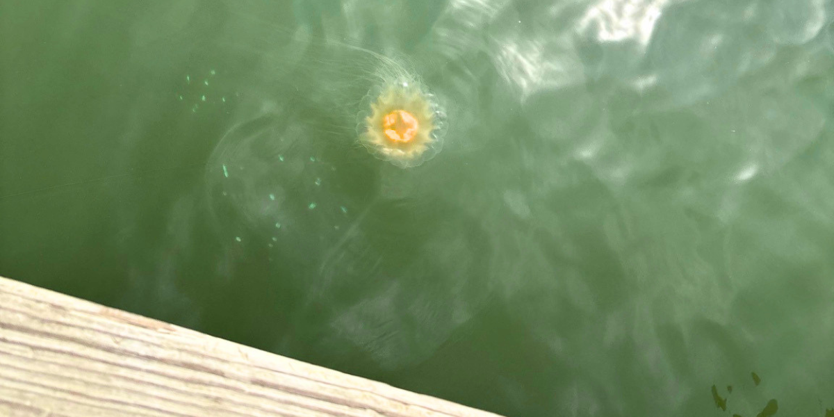 Sea Nettles in the Chesapeake Bay: What to Know
