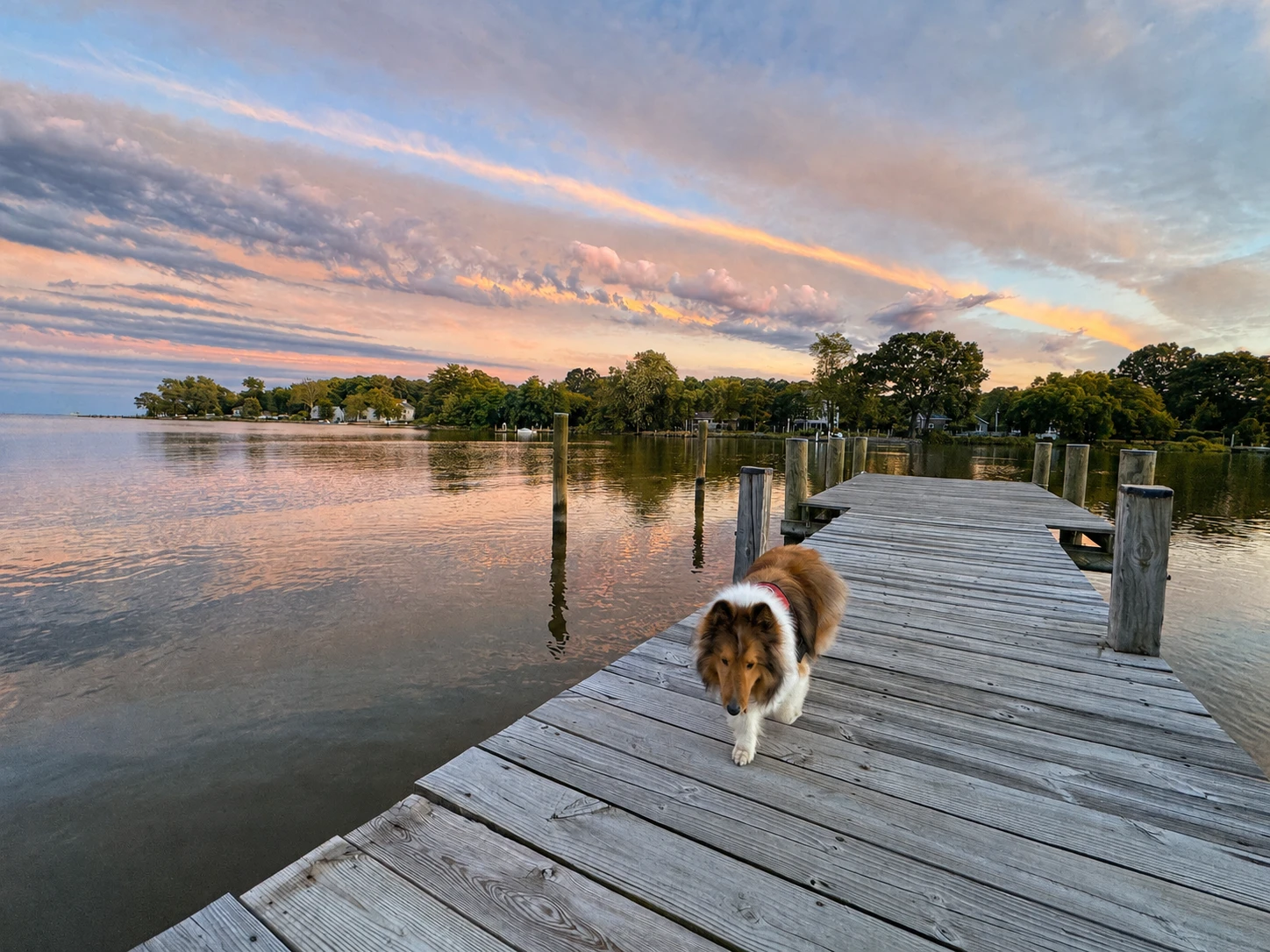 Pet-Friendly Vacation Rental in Maryland: Bring Your Dog to the Chesapeake Bay