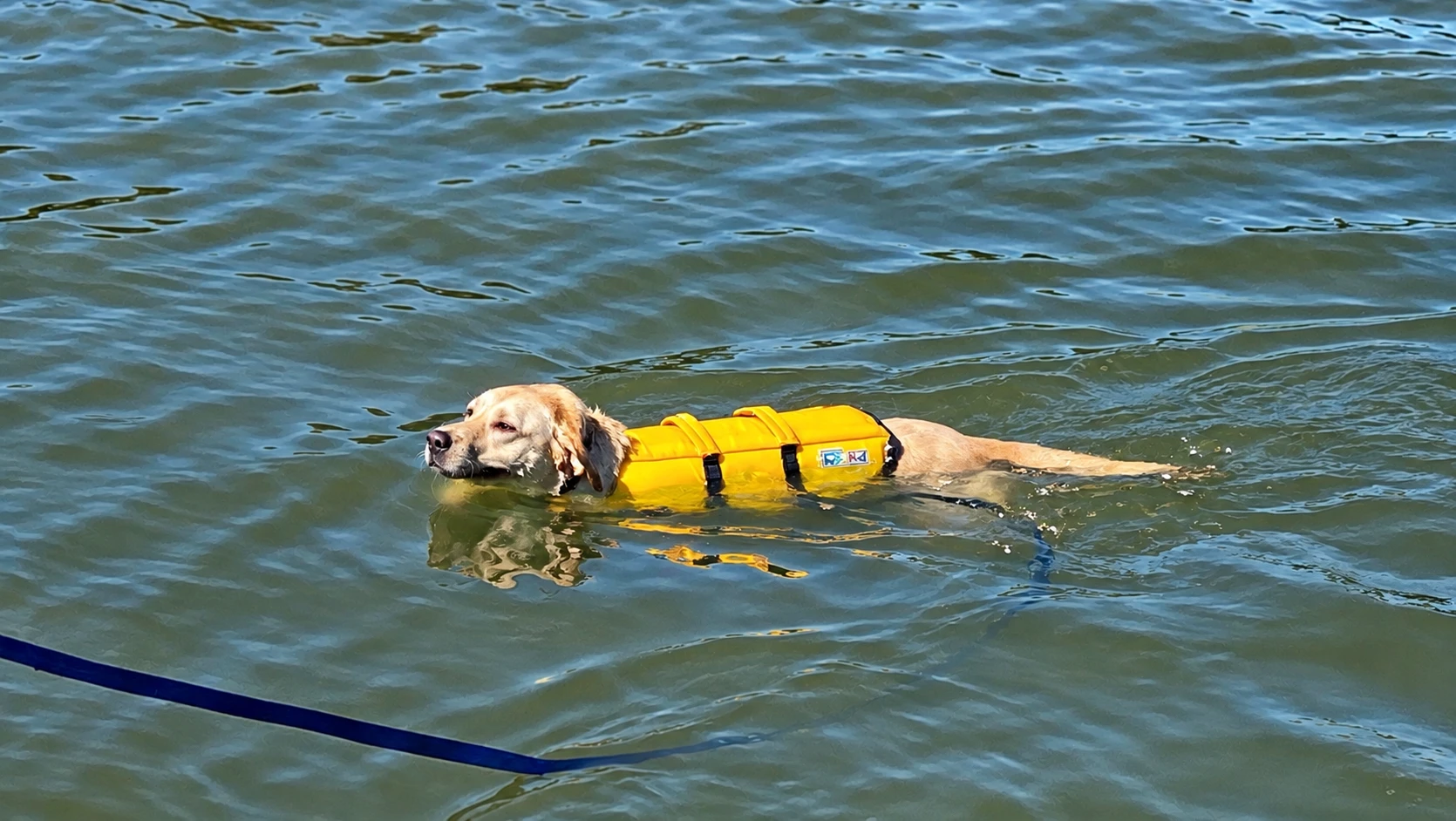 Guest’s dog swimming in the Chesapeake Bay at Chesapeake Paradise while wearing a bright yellow life vest.