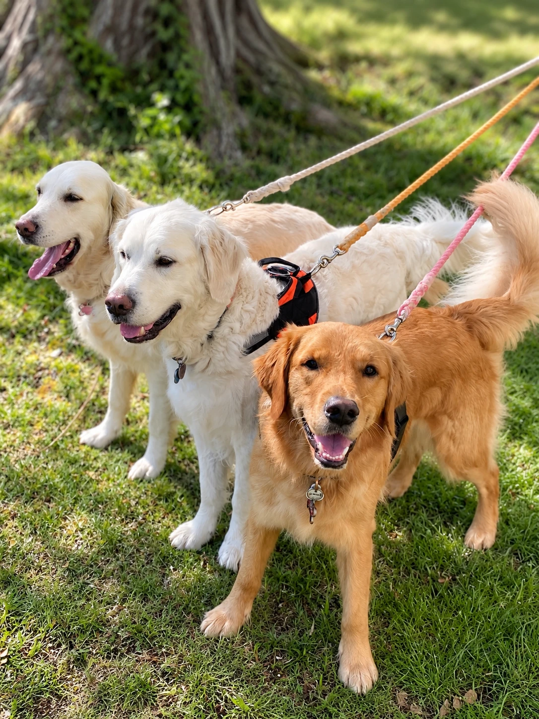 Three guest dogs on leashes standing together on the grass at Chesapeake Paradise, a pet-friendly Chesapeake Bay vacation rental in Maryland.