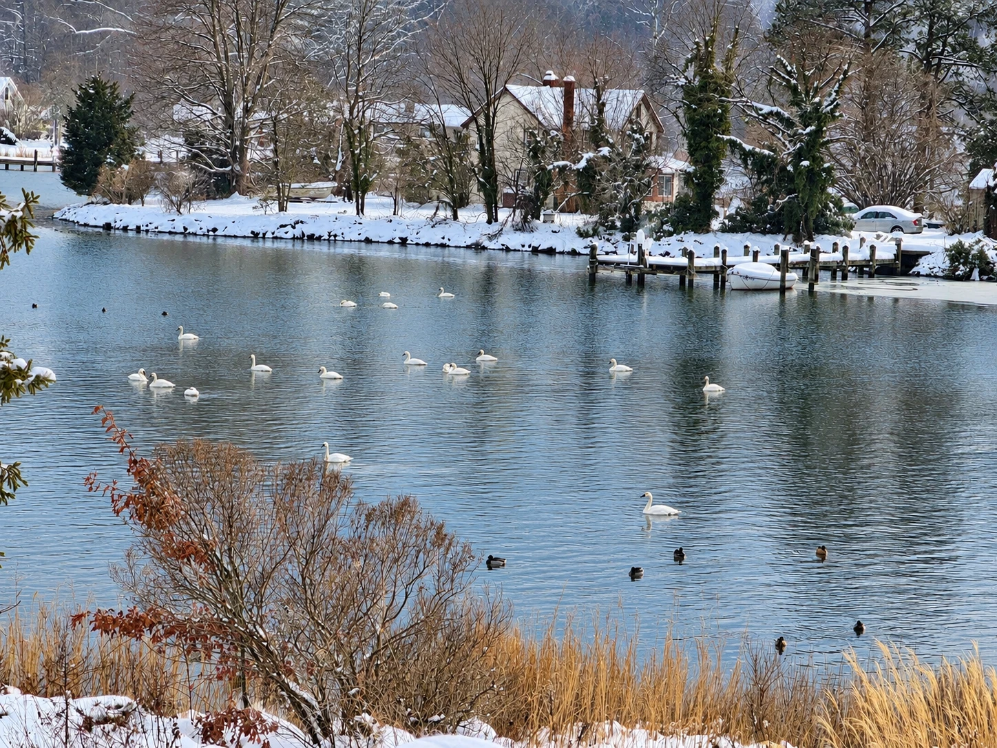 Swans and ducks swimming on the calm waterfront at Chesapeake Paradise after a winter snowfall.